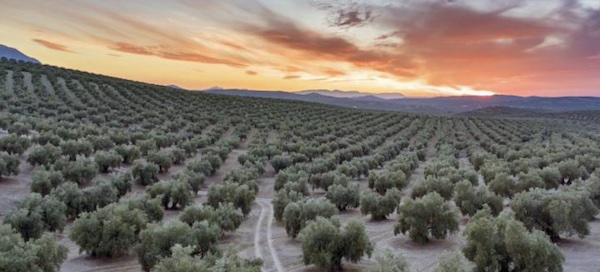 mar de olivos ae3bc